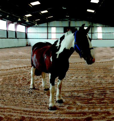 Colmar Farm Riding School