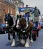 Shire Horses