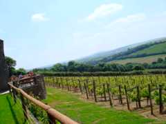 Camel Valley Vineyard