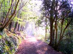 Tehidy
                                Country Park