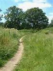 Hackney
                    Marshes