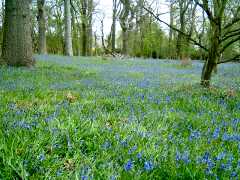 Harcourt Arboretum, Oxfordshire