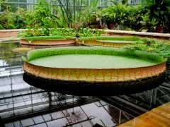 University of Bristol Botanic Garden