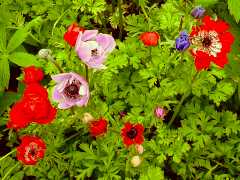 Kitchen Garden, Tyntesfield Garden