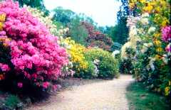 Leith Hill Rhododendron Wood, Surrey