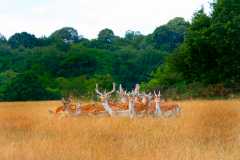 Richmond Park