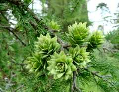 Golden Larch cones at Bedgebury