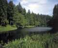 Soudley Ponds