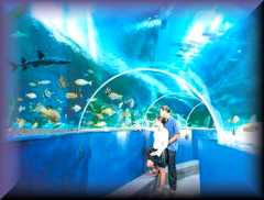 Bluereef
                    Aquarium