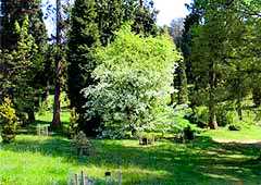 Bedgebury Pinetum