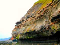 Watchet Fossils