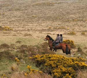 Riding
                              on Dartmoor