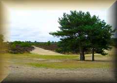 Frensham
                  Common