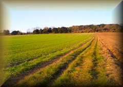 North Downs
                Way National Trail