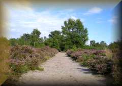 Ockham &
                  Wisley Commons