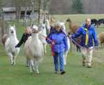 Ashdown llama Park